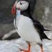puffin_atlantic_msi_v_1902_can3238.jpg